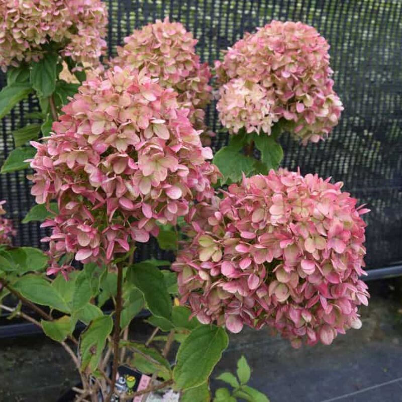 Hydrangea paniculata 'Jane'PBR 30-40 cm